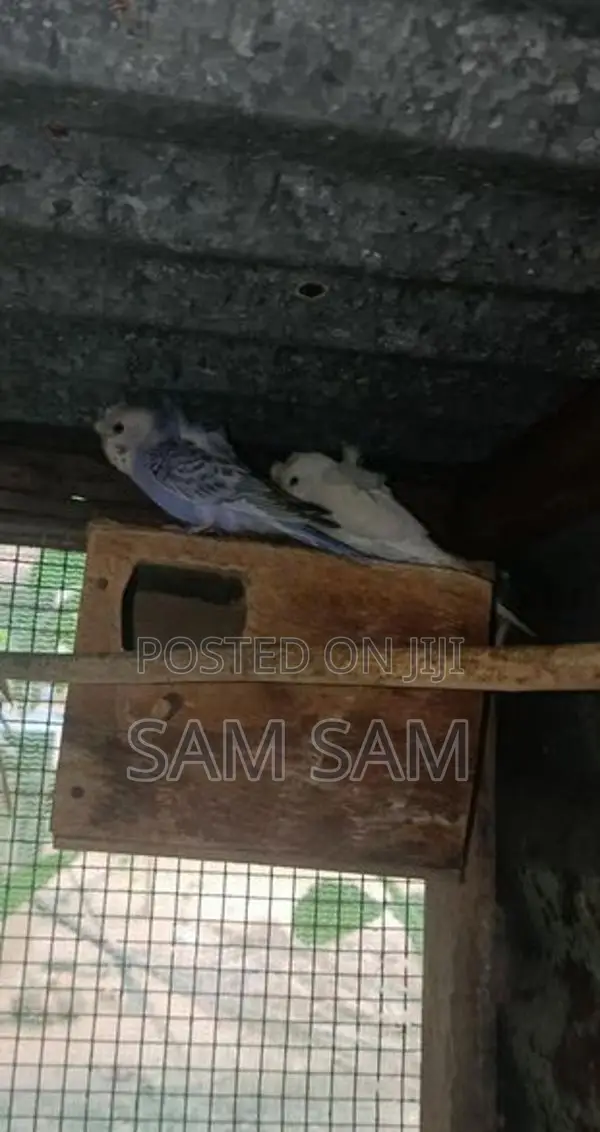 Love Birds