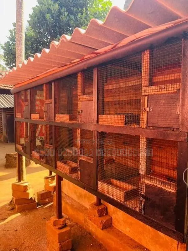 Pigeon Cage