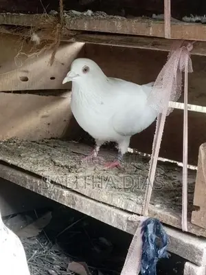 Pigeons