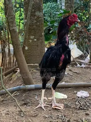 Farm Hens