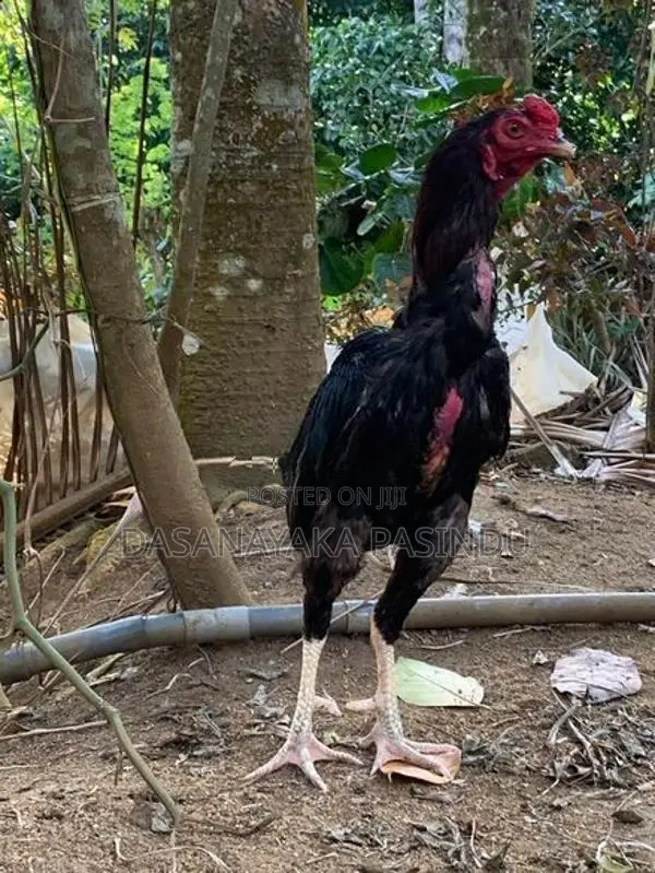 Farm Hens