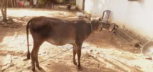 Farm Cows