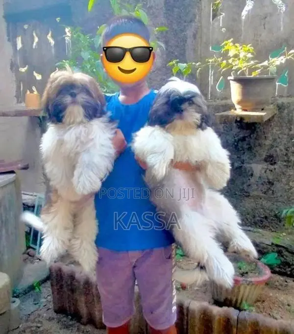 Shih Tzu Puppies