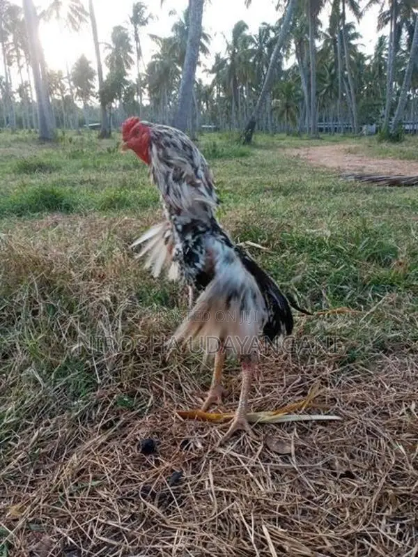ශාමො කුකුලෙක්