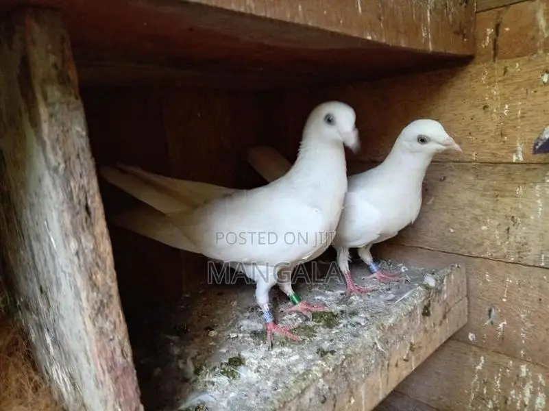 Pigeons