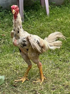 Rooster