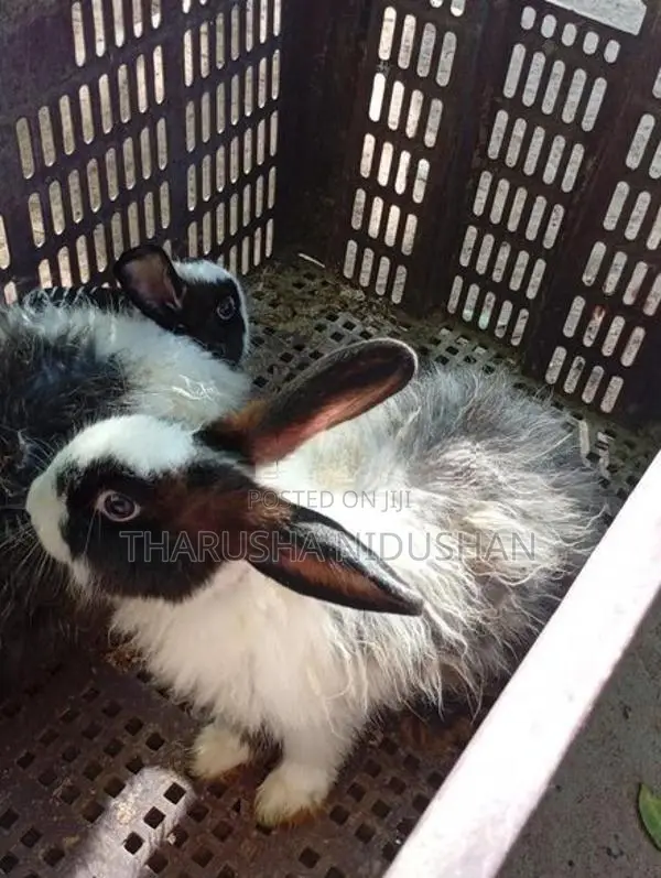 Angora හාවන්