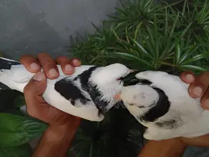 Pigeons