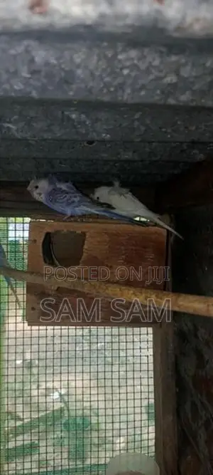 Love Birds
