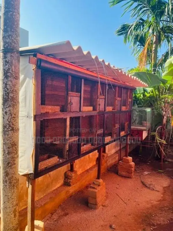 Pigeon Cage