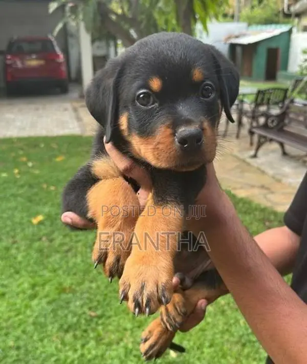 Rottweiler Puppies
