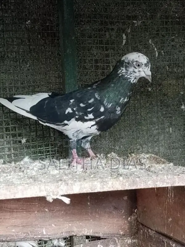Pigeons