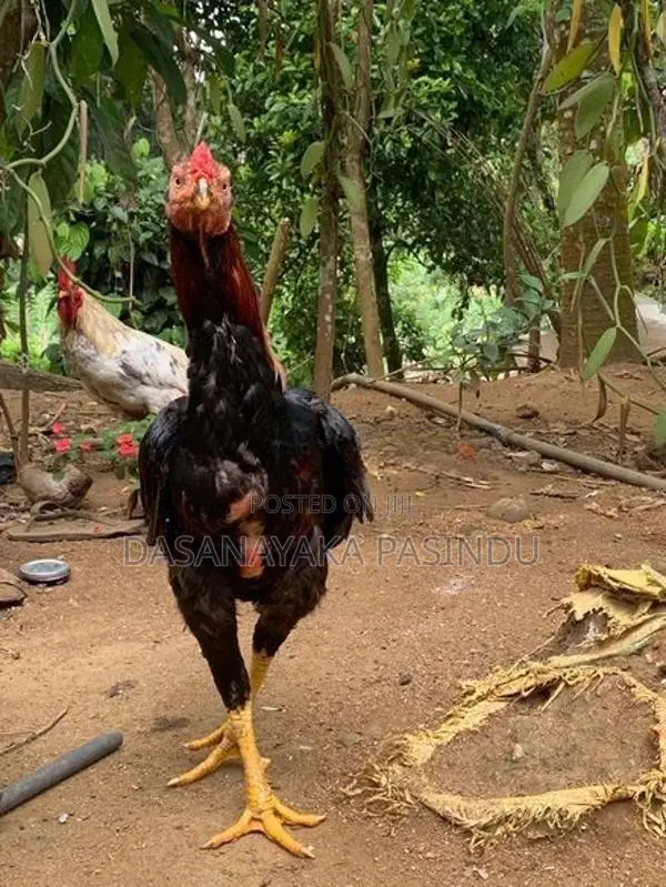 Farm Hens
