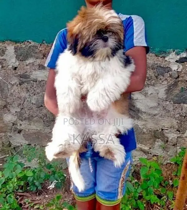 Shih Tzu Puppies