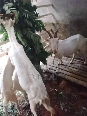 Sanan goat