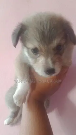 Pomaranian Puppy