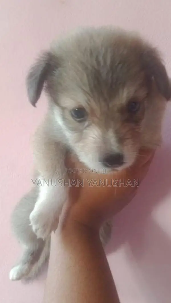 Pomaranian Puppy