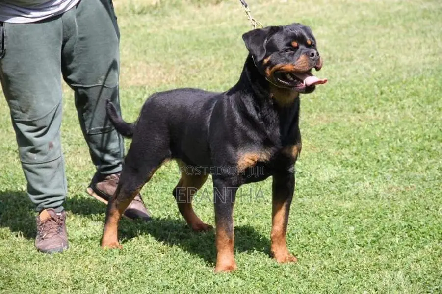 Rottweiler Puppies