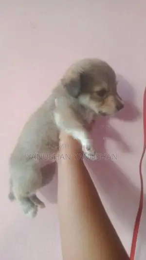 Pomaranian Puppy
