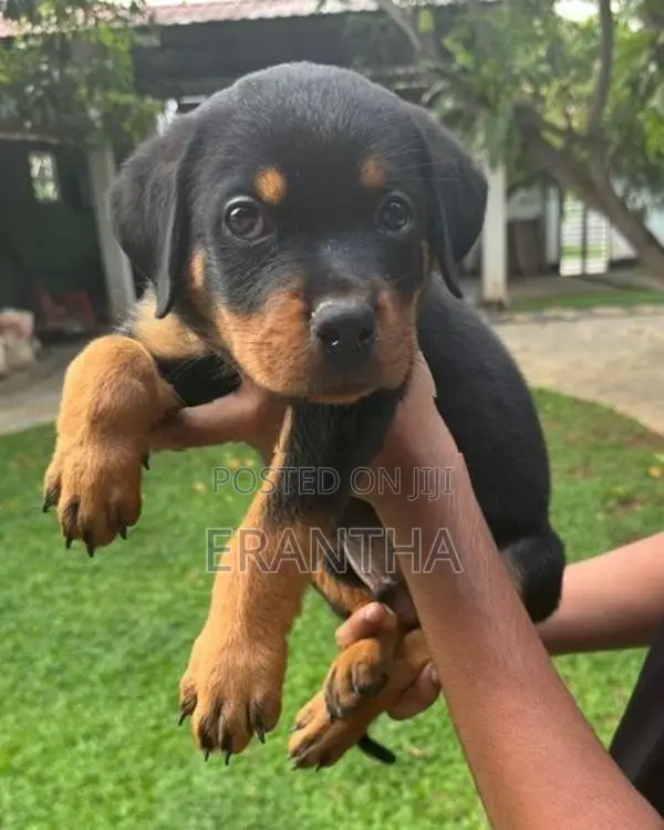 Rottweiler Puppies