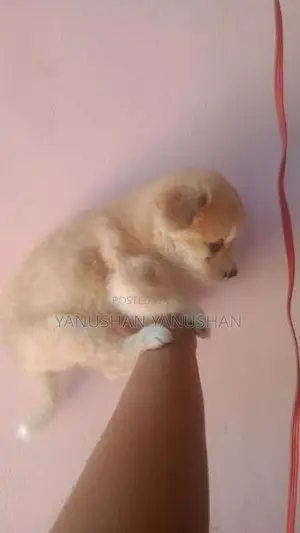 Pomaranian Puppy
