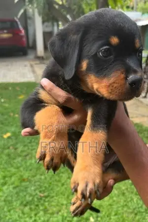 Rottweiler Puppies
