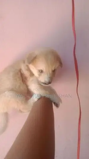 Pomaranian Puppy