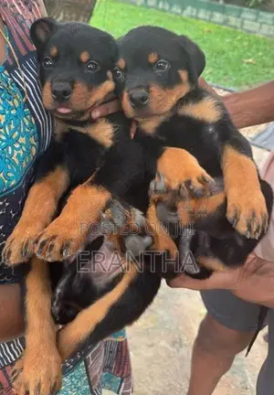 Rottweiler Puppies