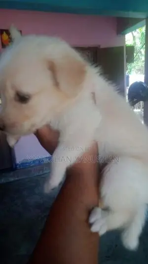 Pomaranian Puppy