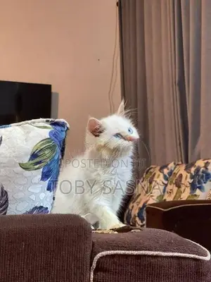 Persian cat