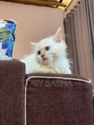 Persian cat