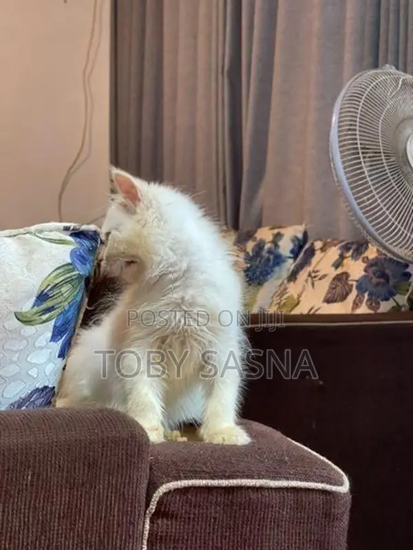 Persian cat