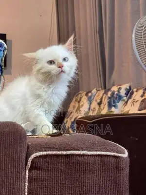 Persian cat