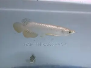 High Back Golden Arowana