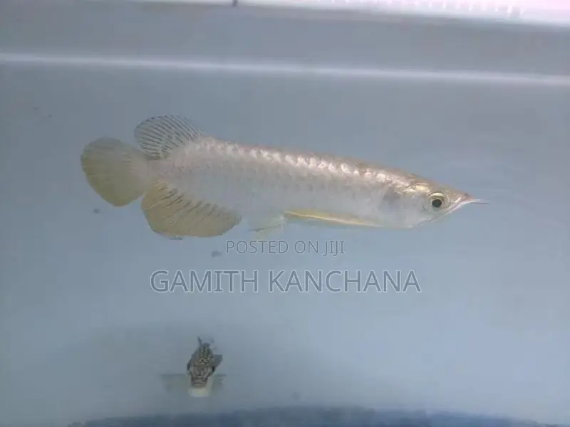High Back Golden Arowana