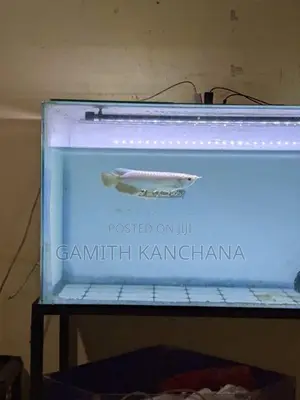 High Back Golden Arowana