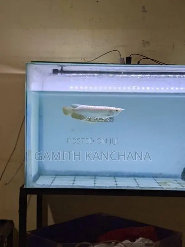 High Back Golden Arowana