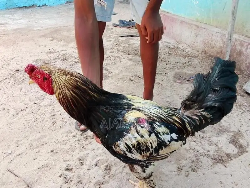 வெள்ளடியன் சேவல்