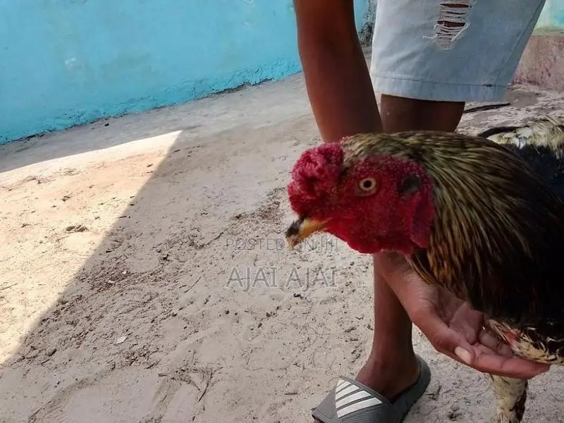 வெள்ளடியன் சேவல்