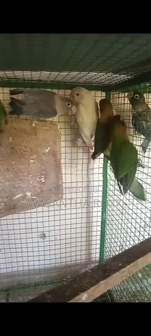 Love Birds