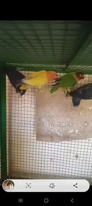 Love Birds