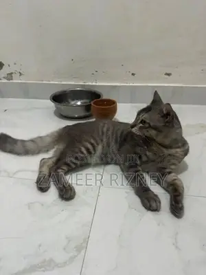 Female Persian Kittens