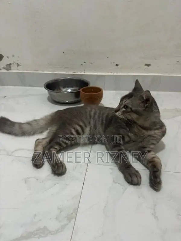 Female Persian Kittens