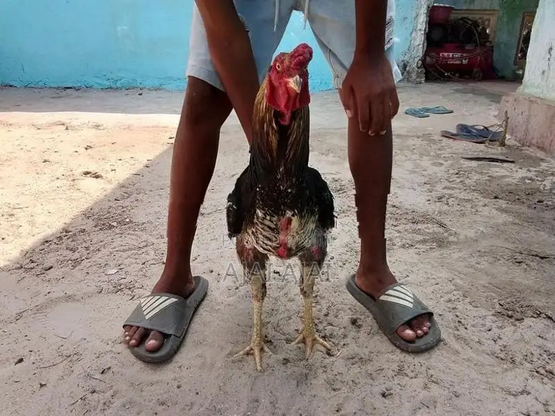 வெள்ளடியன் சேவல்