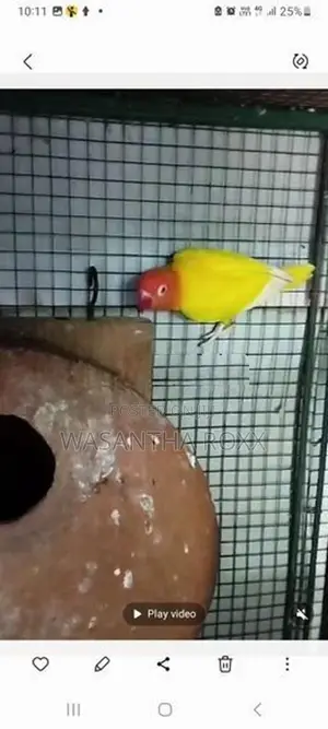 Love Birds