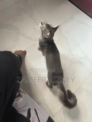 Female Persian Kittens