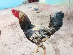 வெள்ளடியன் சேவல்