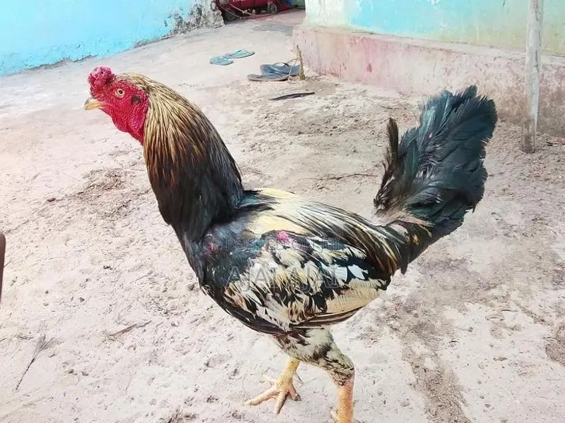 வெள்ளடியன் சேவல்