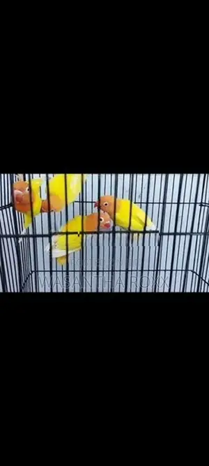 Love Birds