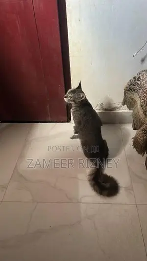 Female Persian Kittens